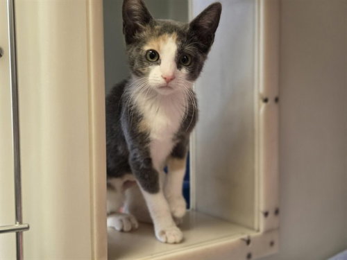 VIOLETA, an adoptable Domestic Short Hair in Salinas, CA