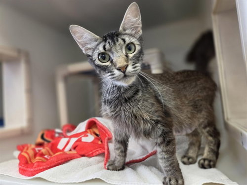 ELLA, an adoptable Domestic Long Hair in Salinas, CA