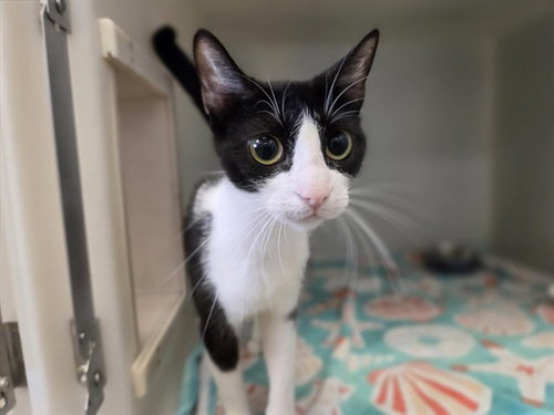 ROSIE, an adoptable Domestic Short Hair in Salinas, CA