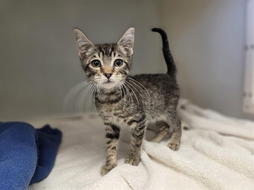 STEVE, an adoptable Domestic Short Hair in Salinas, CA