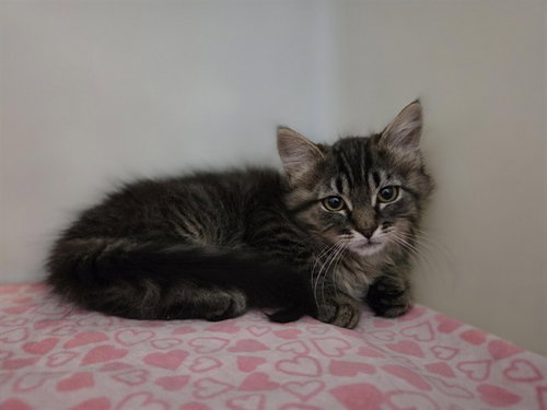 MAXY, an adoptable Domestic Medium Hair in Salinas, CA