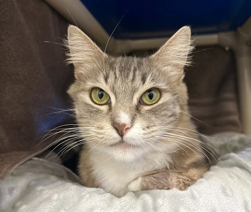 GISELLE, an adoptable Domestic Long Hair in Salinas, CA