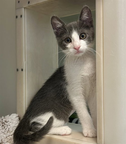 MISSY, an adoptable Domestic Short Hair in Salinas, CA