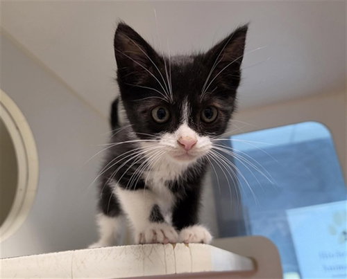 Oreo