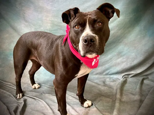 Luna - Pit Bull Terrier