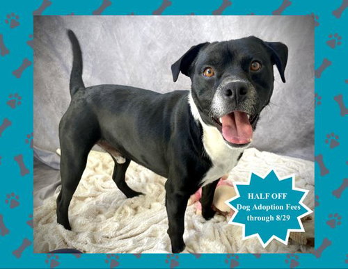 picture of the dog needing adoption