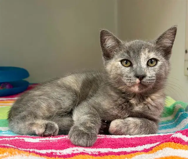 Ivy - Domestic Short Hair