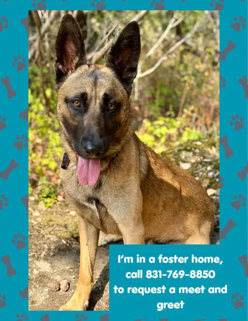 Knox - Belgian Shepherd Malinois