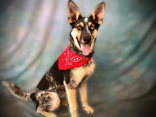 picture of the dog needing adoption