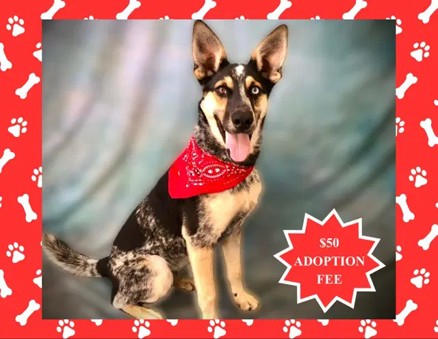 Cairo - Queensland Heeler