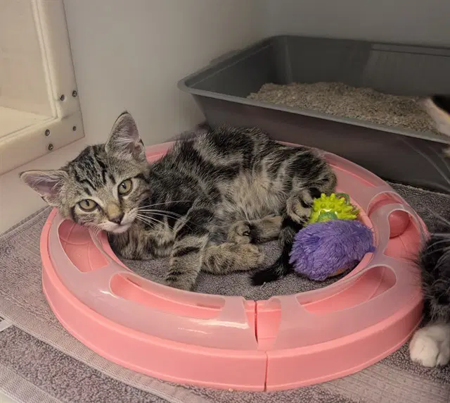 Inosuke - Domestic Short Hair