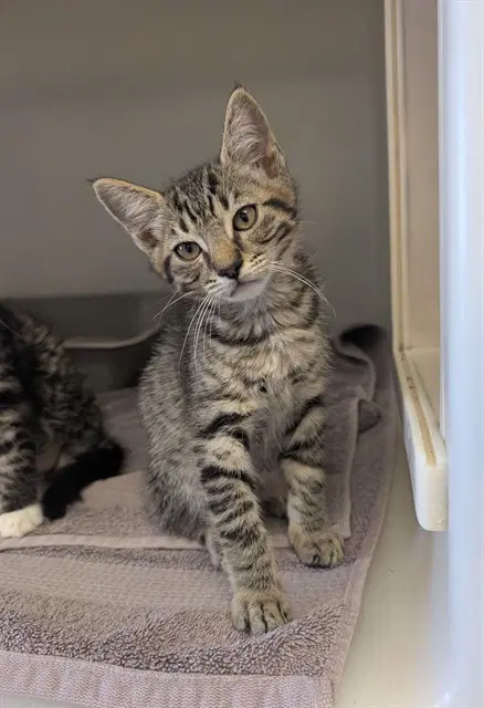 Zenitsu - Domestic Short Hair
