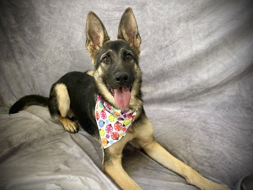 picture of the dog needing adoption