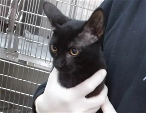 Luke - Domestic Short Hair