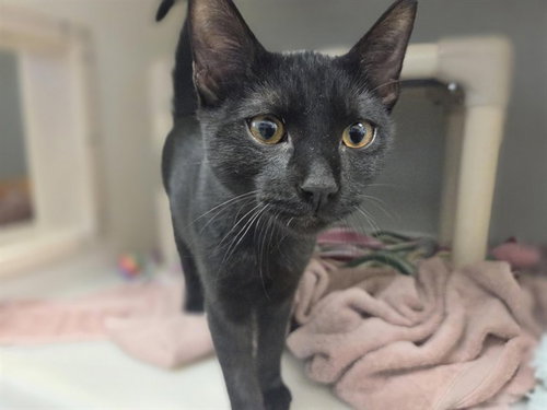 picture of the cat needing adoption