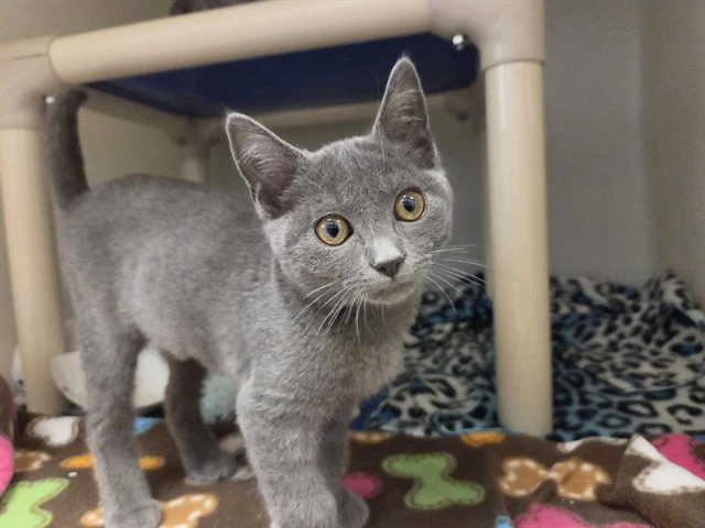Pepper