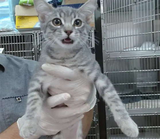 Alice - Domestic Short Hair