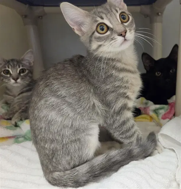 Alice - Domestic Short Hair