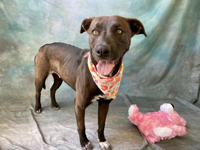 Avery - Pit Bull Terrier