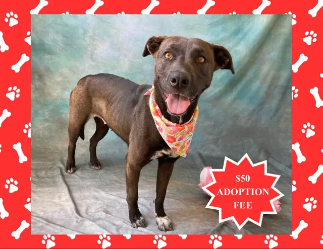 Avery - Pit Bull mix