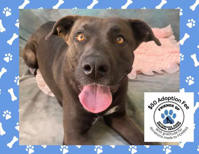 Avery - Pit Bull mix