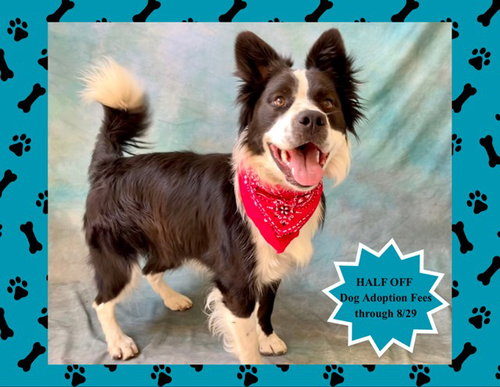 picture of the dog needing adoption