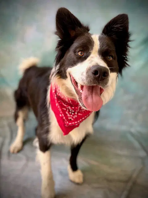 Max - Border Collie