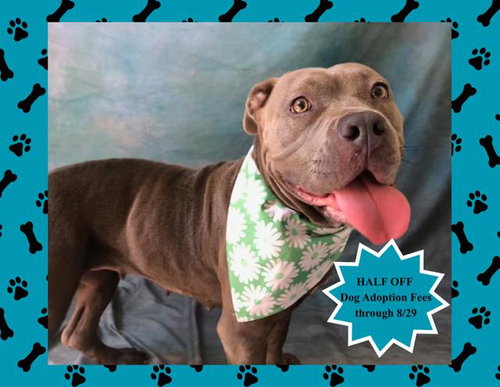 picture of the dog needing adoption