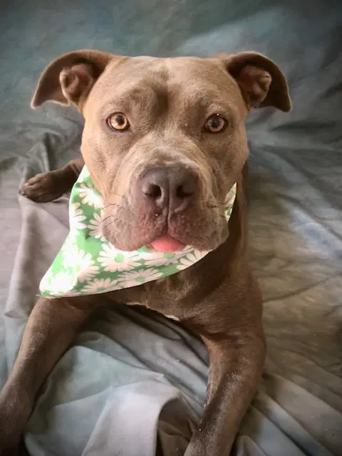 Velvet - Pit Bull Terrier