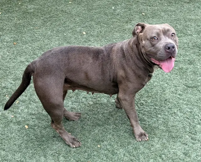 Velvet - Pit Bull Terrier
