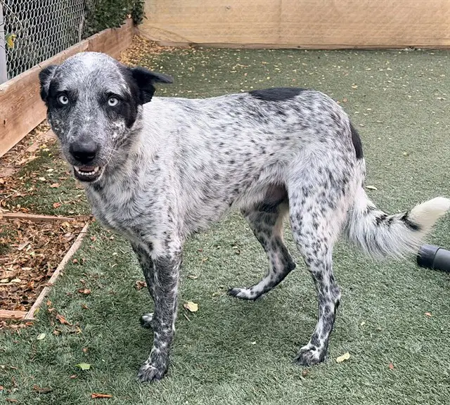 Sprout - Australian Cattle Dog/Blue Heeler