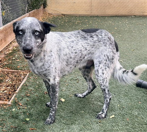 picture of the dog needing adoption