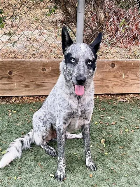Sprout - Australian Cattle Dog/Blue Heeler