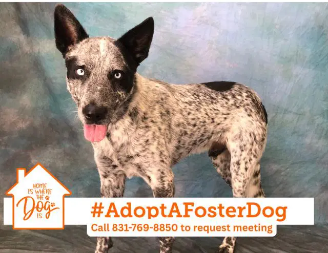Sprout - Australian Cattle Dog/Blue Heeler