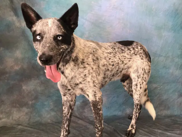 Sprout - Australian Cattle Dog/Blue Heeler