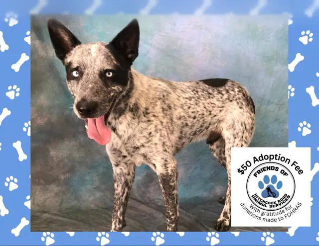 Sprout - Australian Cattle Dog/Blue Heeler