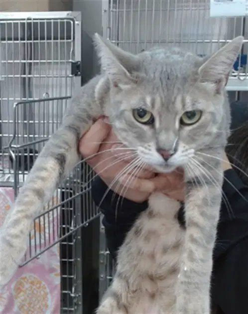 Fig - Domestic Short Hair