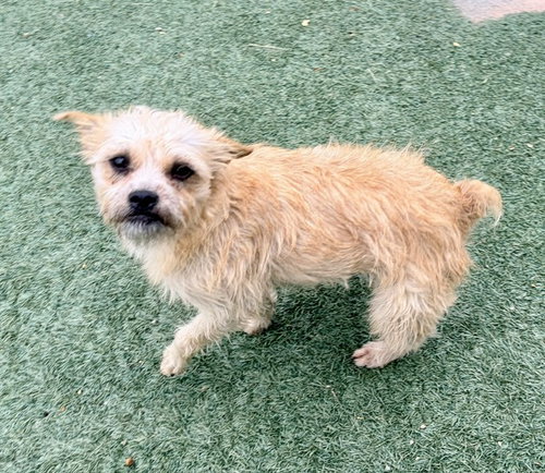 picture of the dog needing adoption