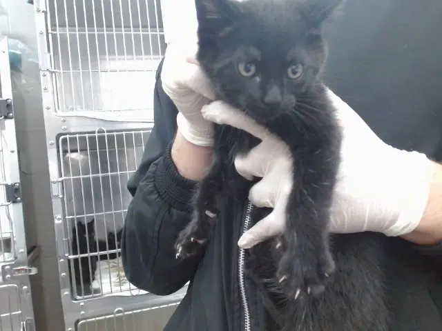 Theodor - Domestic Short Hair