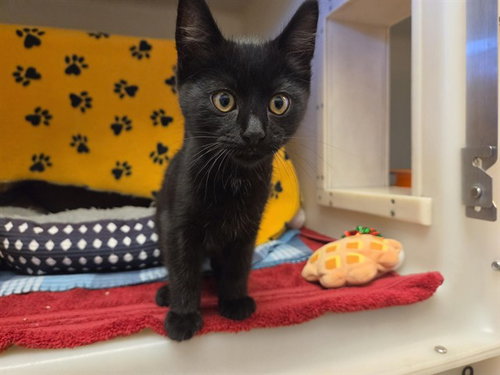 picture of the cat needing adoption