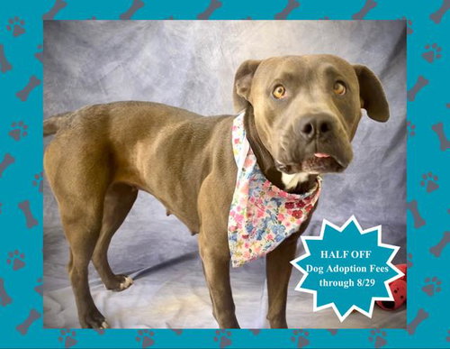 picture of the dog needing adoption