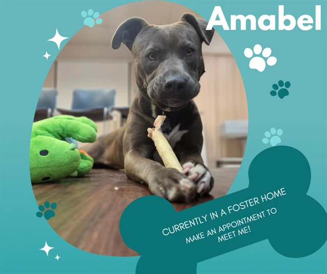 Amabel