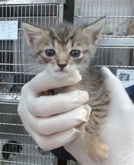 Maddi - Domestic Short Hair