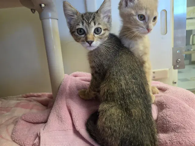 Maddi - Domestic Short Hair