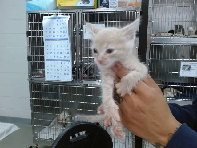 Link - Domestic Short Hair