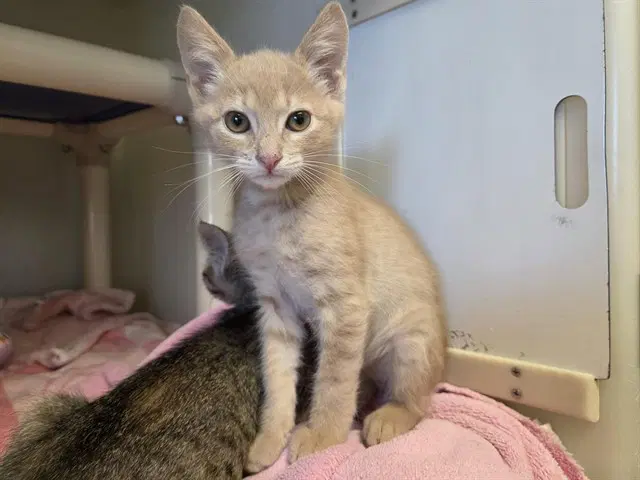 Link - Domestic Short Hair