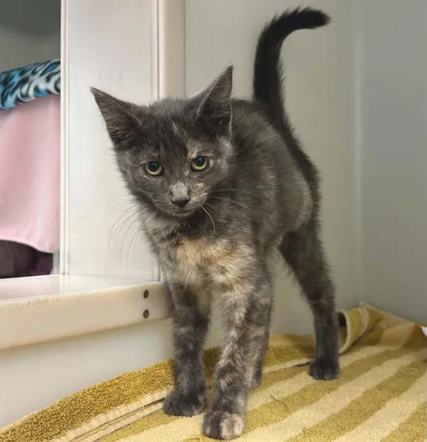 Isis - Domestic Short Hair