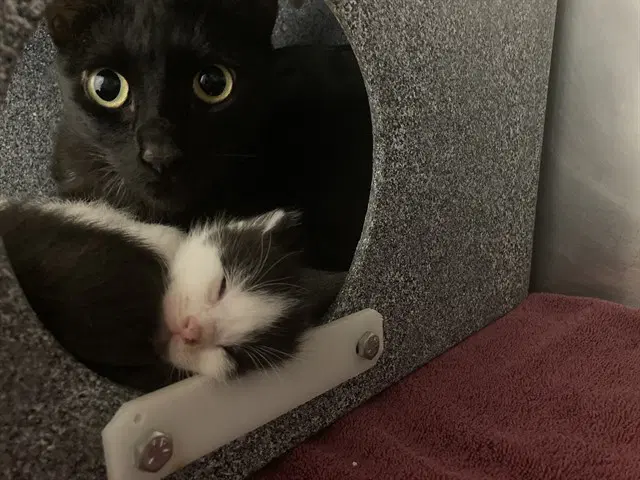 Momma - Domestic Short Hair