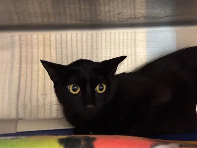 Momma - Domestic Short Hair