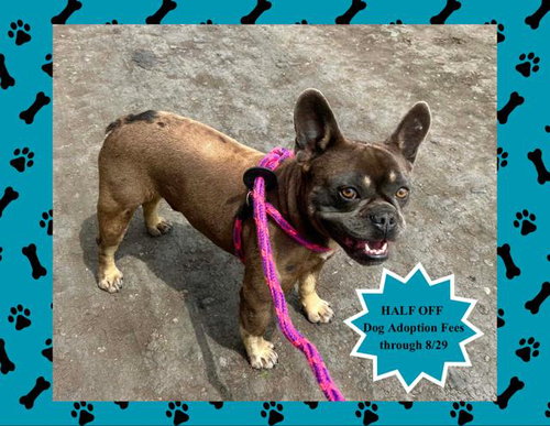 picture of the dog needing adoption